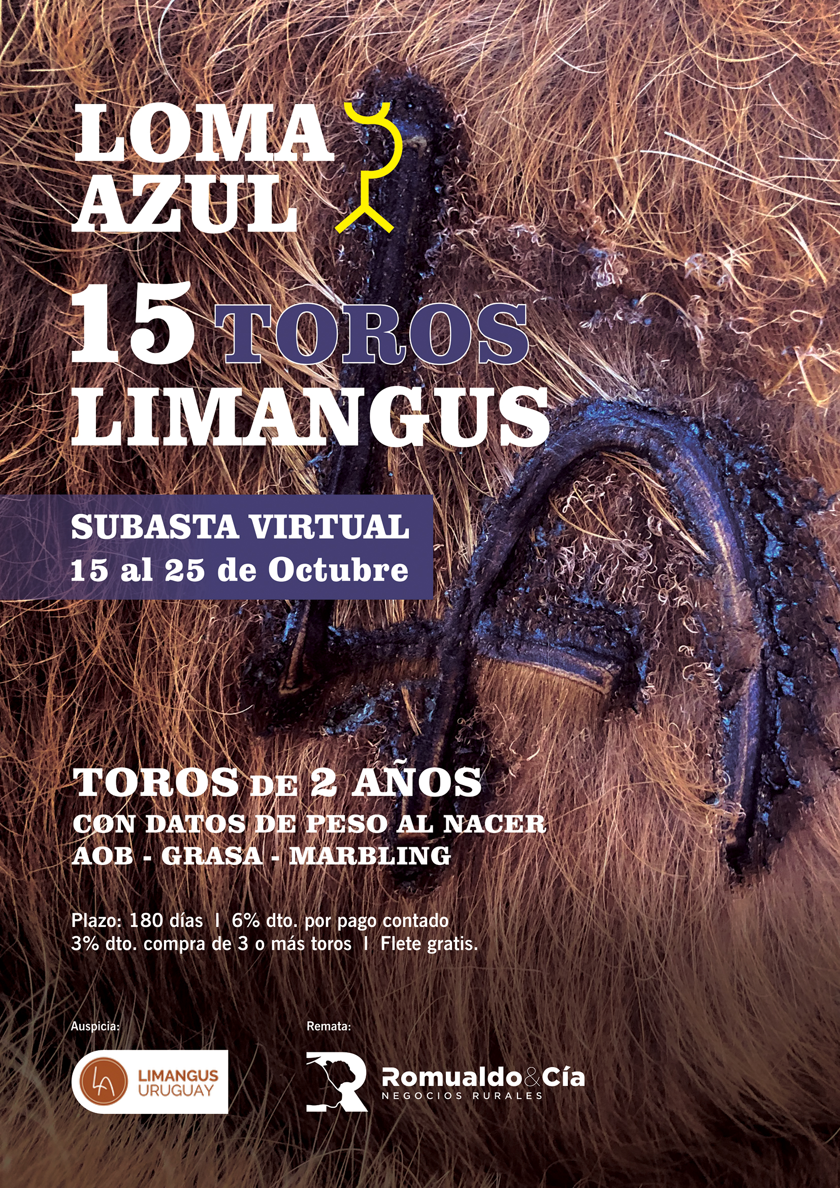 1ª Subasta Online - Limangus LOMA AZUL